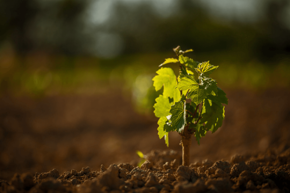 lajasse_home_slider_vigne-e1516381061827.png