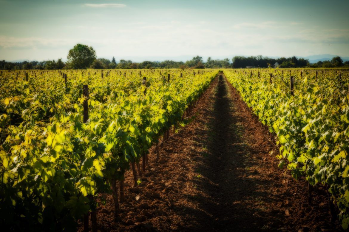 lajasse_slider_terroir_vignoble.jpg