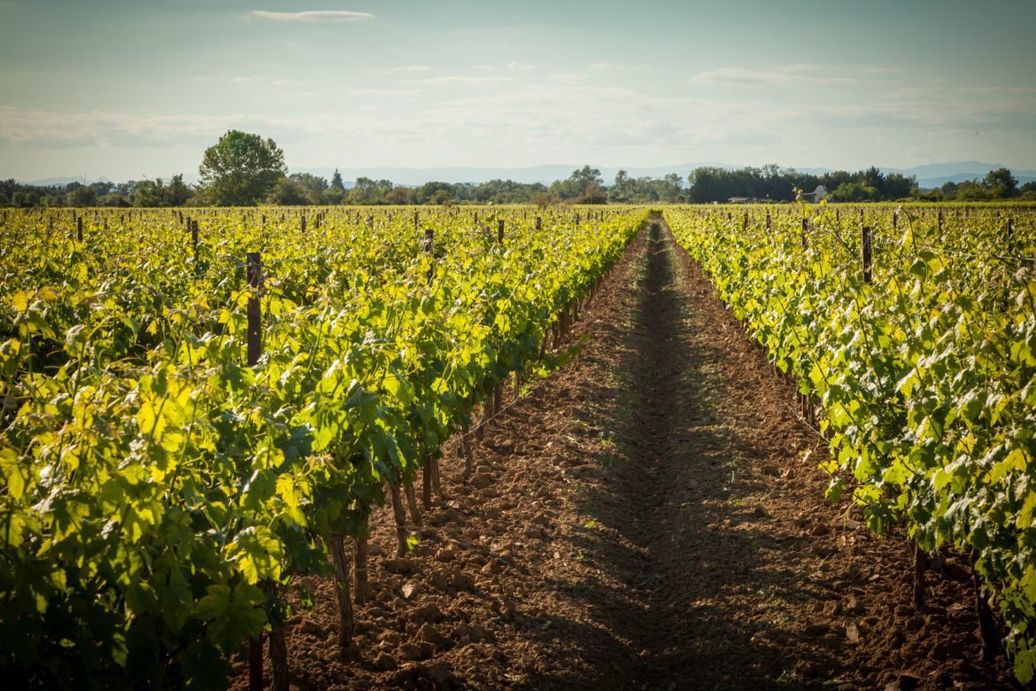 lajasse_terroir_slider.jpg