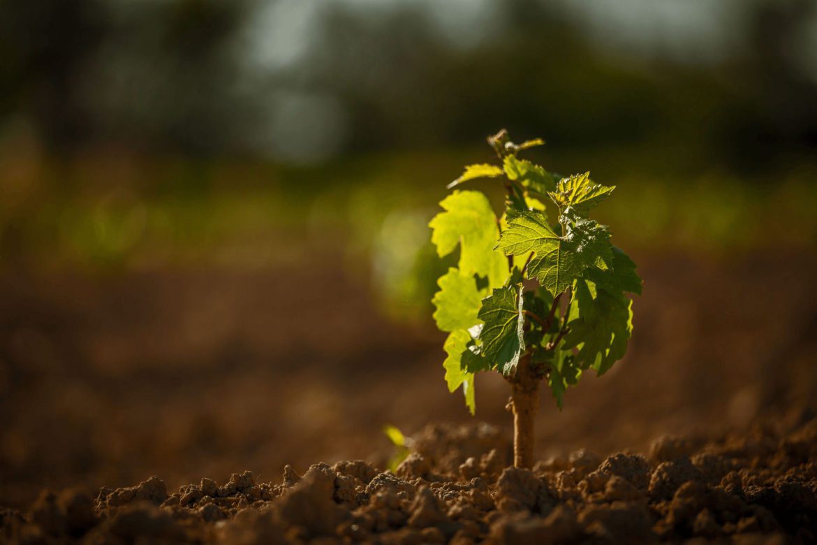 lajasse_home_slider_vigne.jpg