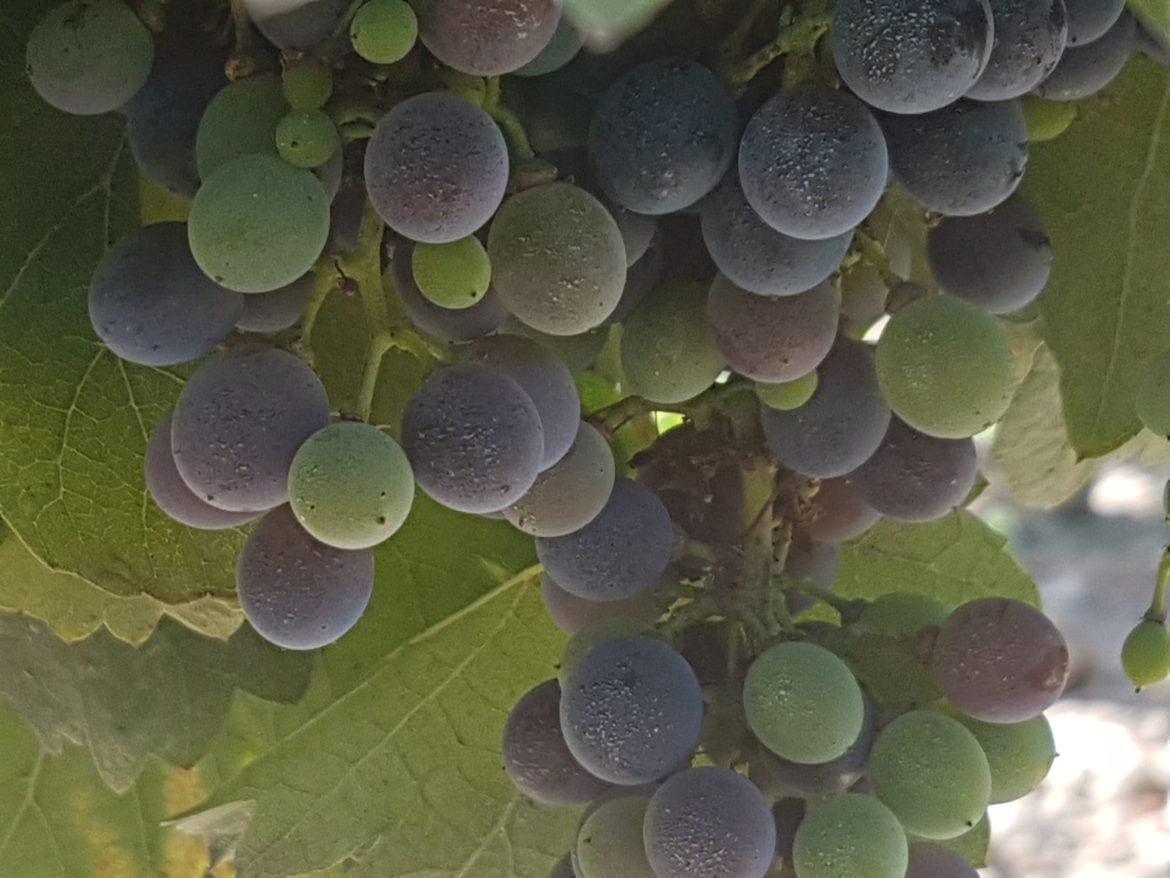 grappe-printemps.jpg